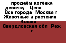 продаём котёнка девочку › Цена ­ 6 500 - Все города, Москва г. Животные и растения » Кошки   . Свердловская обл.,Реж г.